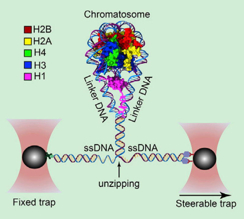 akaplanz's tweet photo. Postdoc opportunity in our lab!

Use optical tweezers and single-molecule fluorescence to study protein-DNA interactions, transcription and chromatin dynamics.

Azrieli  Postdoctoral Fellowship:
https://t.co/HHlnBLuYep

akaplanz@technion.ac.il

Prese share!

#Postdoc #Biophysics https://t.co/rlvBiyAh9C