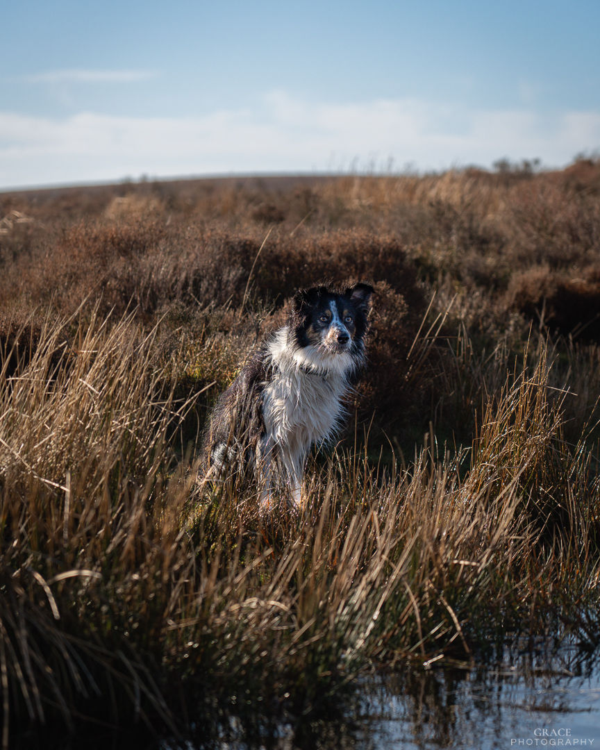 BonitaLinegk2's tweet photo. The most meaningful pet photos come from letting them run, explore, and enjoy the moment—capturing real memories, their true personalities, and plenty of tail wags. Want lasting memories with your best friend? Contact me. https://t.co/RRTg52Bb4a
