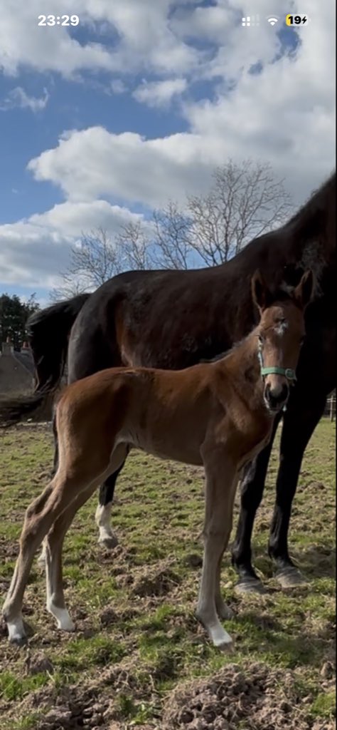 tcooky13's tweet photo. The journey so far for our cracking Crystal Ocean Filly we purchased last year as a foal. Out of a walk in the park mare. @coolmorestud #crystalocean #filly #racehorse #walkinthepark #breeding #nationalhunt https://t.co/8rPfkGczhL