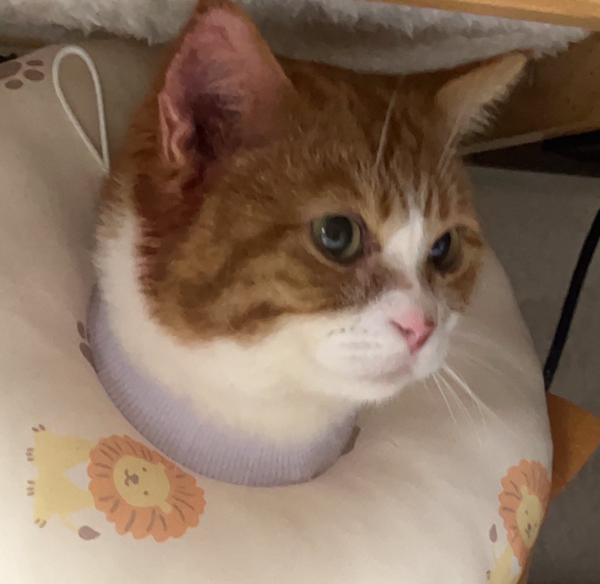 0328jt's tweet photo. 今日は茶トラ猫感謝の日だそうです
沢山の感謝を込めて💜

＃茶トラ猫感謝の日 https://t.co/4wT1jWznjA