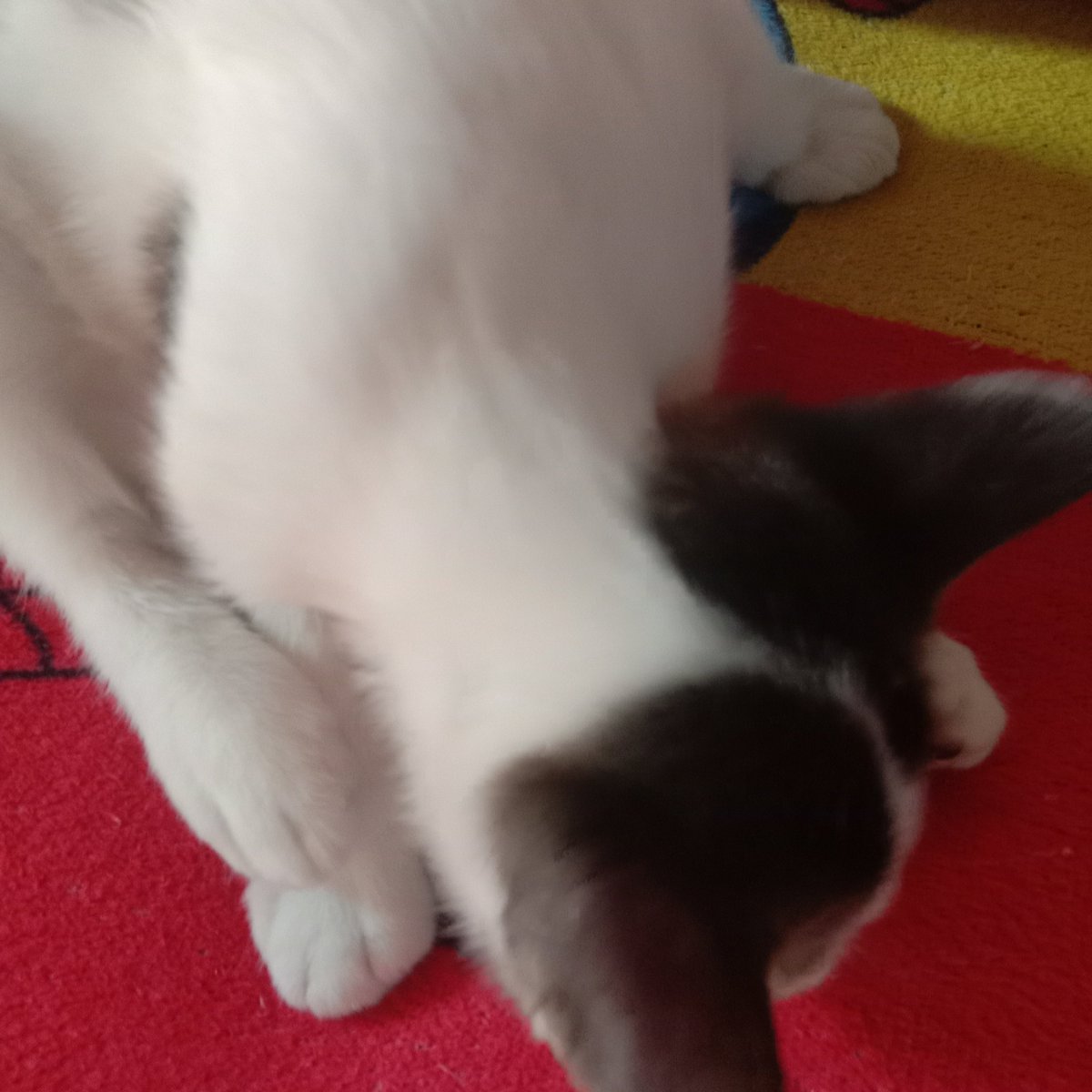 mycatgami's tweet photo. Pakai kecebur segala nih polkadutttt 🐈‍⬛🧴🪣🧼 https://t.co/cNf2J3B7zs