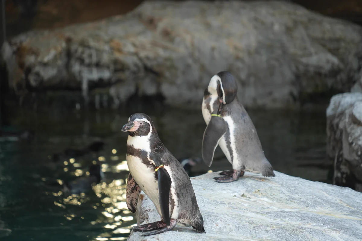 ペンギン様用２ べち꒰ꙭ꒱ a X: 