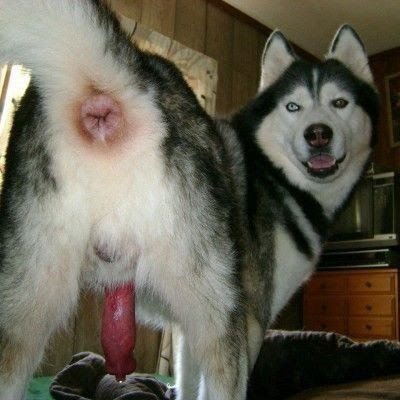 PokePeevee's tweet photo. This is the best dog photo. 🥵 Literally top of the list for me. https://t.co/MQ2nZasNNi
