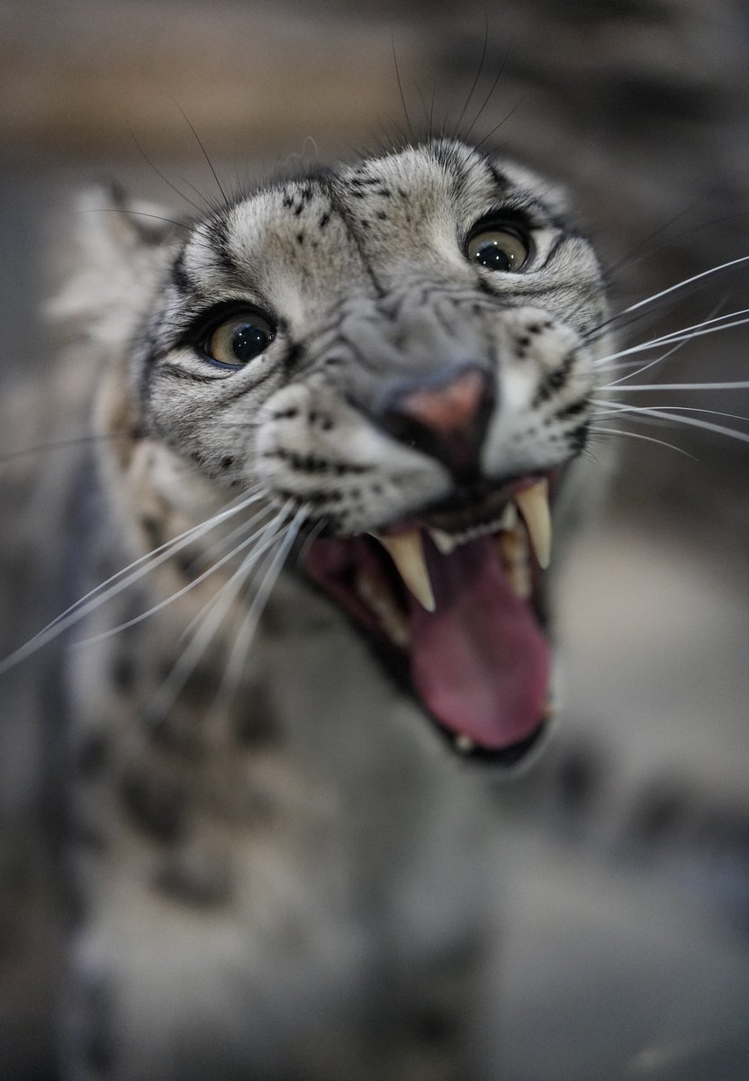 nova_meowmeow's tweet photo. IT'S SNEPTEMBER!!!! HAVE AN AUURRRFUL MONTH EVERYSNEP!! https://t.co/yyYgxYhRAP