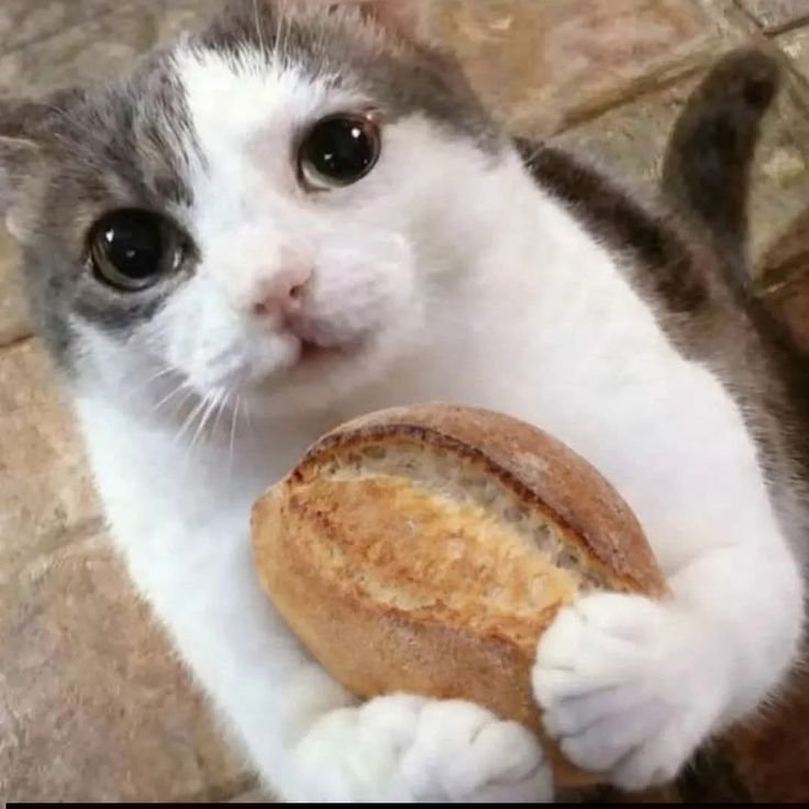 connwoon's tweet photo. se los juro que últimamente me siento así https://t.co/iJ5EAhQTMM