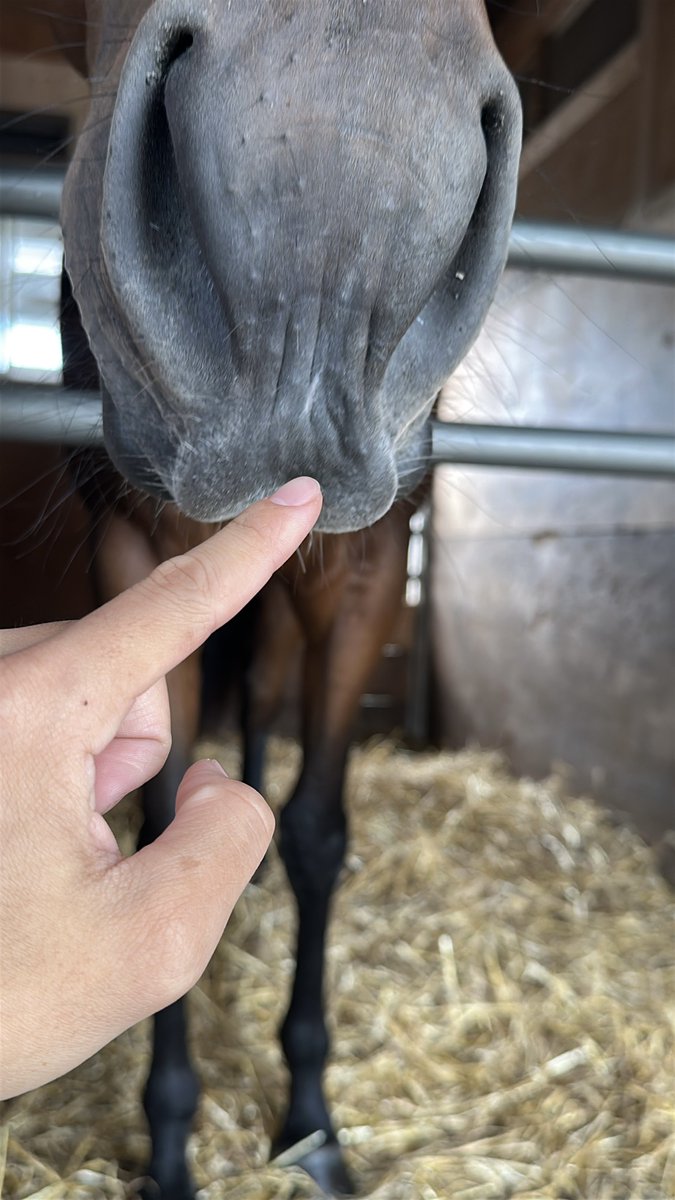 horse_love503's tweet photo. ぷにしようとしたら見事に鼻先だけ避けられた🙄 https://t.co/SYrmt8BCGU