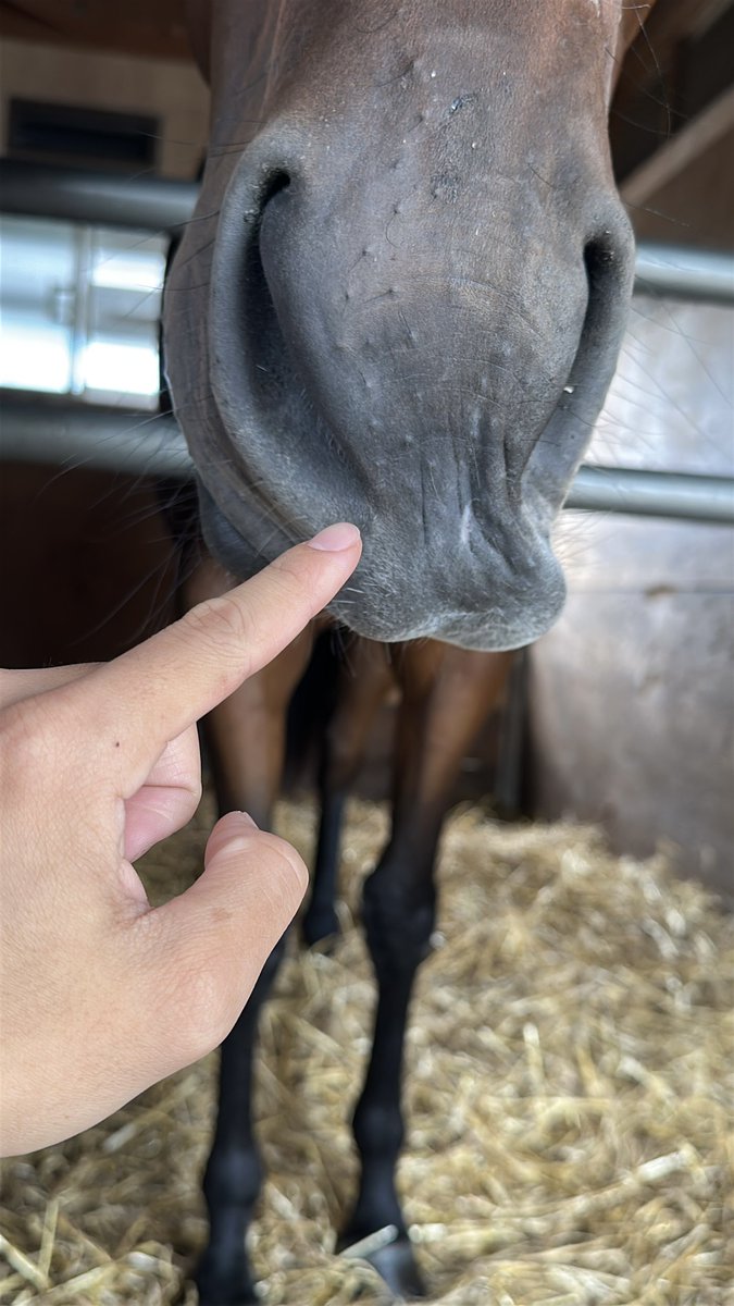 horse_love503's tweet photo. ぷにしようとしたら見事に鼻先だけ避けられた🙄 https://t.co/SYrmt8BCGU