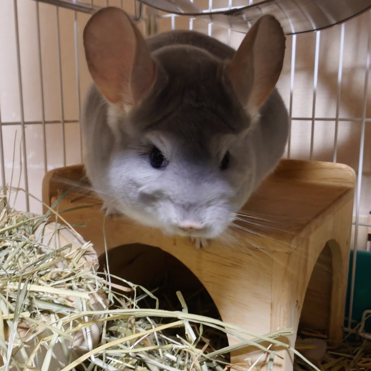 angelite0831's tweet photo. いいのとわるいのわけといたよ？
#chinchilla #チンチラ https://t.co/hCX9FmUJBd
