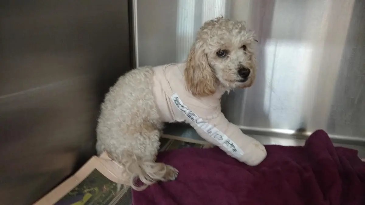 EIC_Operator's tweet photo. @NigBaby69 His brother took the blame for the dog 5th-story-defenstration incident instead of Richard and now if he looks in the mirror he sees his ghost https://t.co/8hBT1MiQZL