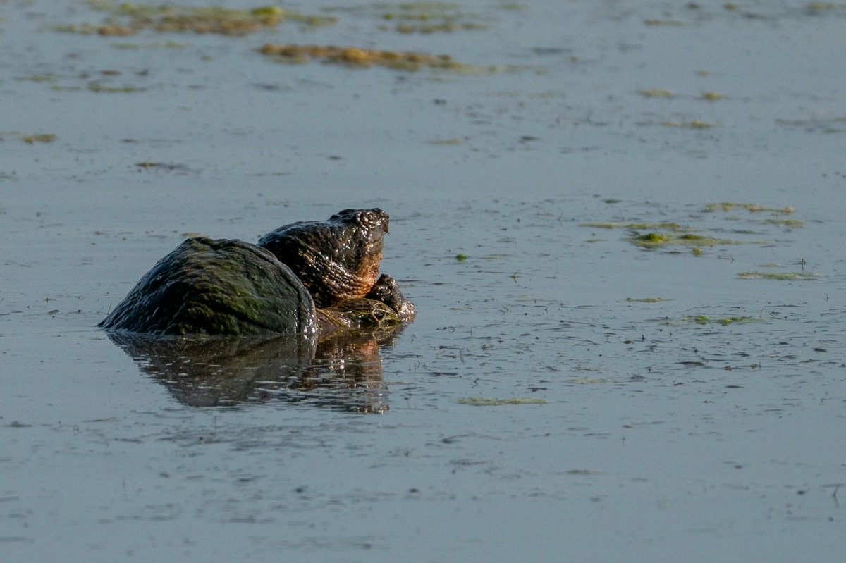 fierroelsanf44's tweet photo. Breeding Common Snapping Turtles https://t.co/tTOwKdgwaa