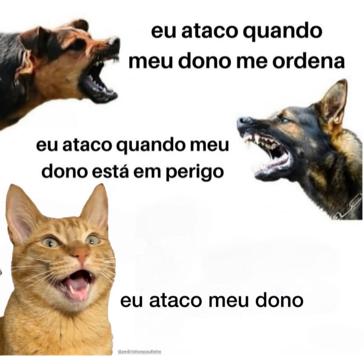 shitpostverdade's tweet photo. https://t.co/tKxoAxf06A