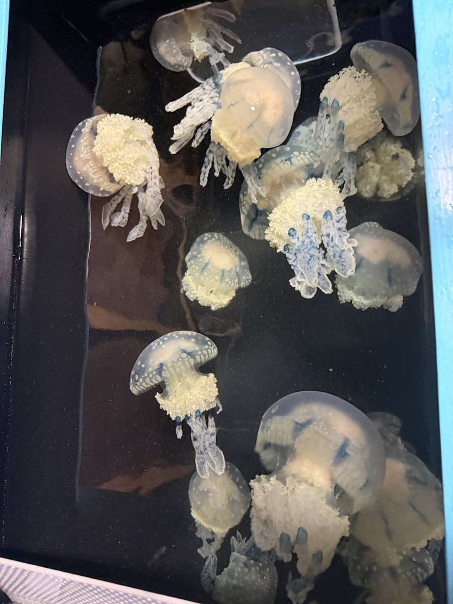 echiaqua's tweet photo. タコクラゲの採集に行ってきました！
クラゲは傷ついてしまわないように水ごとやさしくすくって採集をしています。
今回はタコクラゲの他にもアンドンクラゲやカブトクラゲを見ることができました。
皆さんも漁港の近くに行ったらぜひ探してみてくださいね。

#越前松島水族館  #タコクラゲ https://t.co/p23mXDm3zG