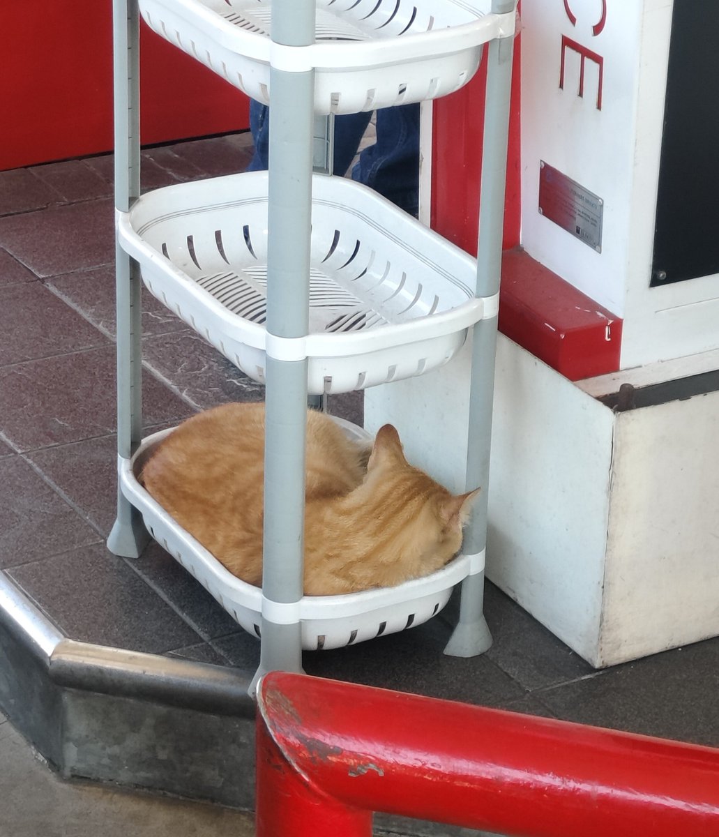 opacarophilesed's tweet photo. Tiba-tiba ada meng😺 nyamperin petugas SPBU trus sama petugasnya disodorin rak bertingkat itu dan akhirnya meng😺 nya rebahan disitu😂 Lucu, mungkin shift nya dia gitu kalik ya https://t.co/r6KBSiHSaj