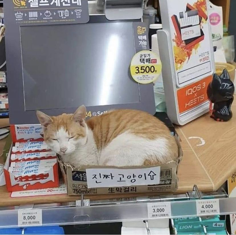 weirdnlovely's tweet photo. 손님들이 고양이 인형인 줄 알고 자꾸 만져서 이렇게 써놨대 https://t.co/QgTxrGxzF3