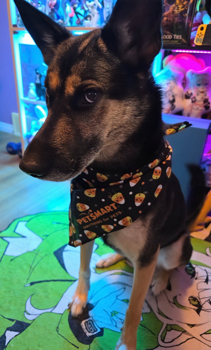 VexTheSunEater's tweet photo. This baby went to the groomers today! 💜 https://t.co/ByNnZGdMCy