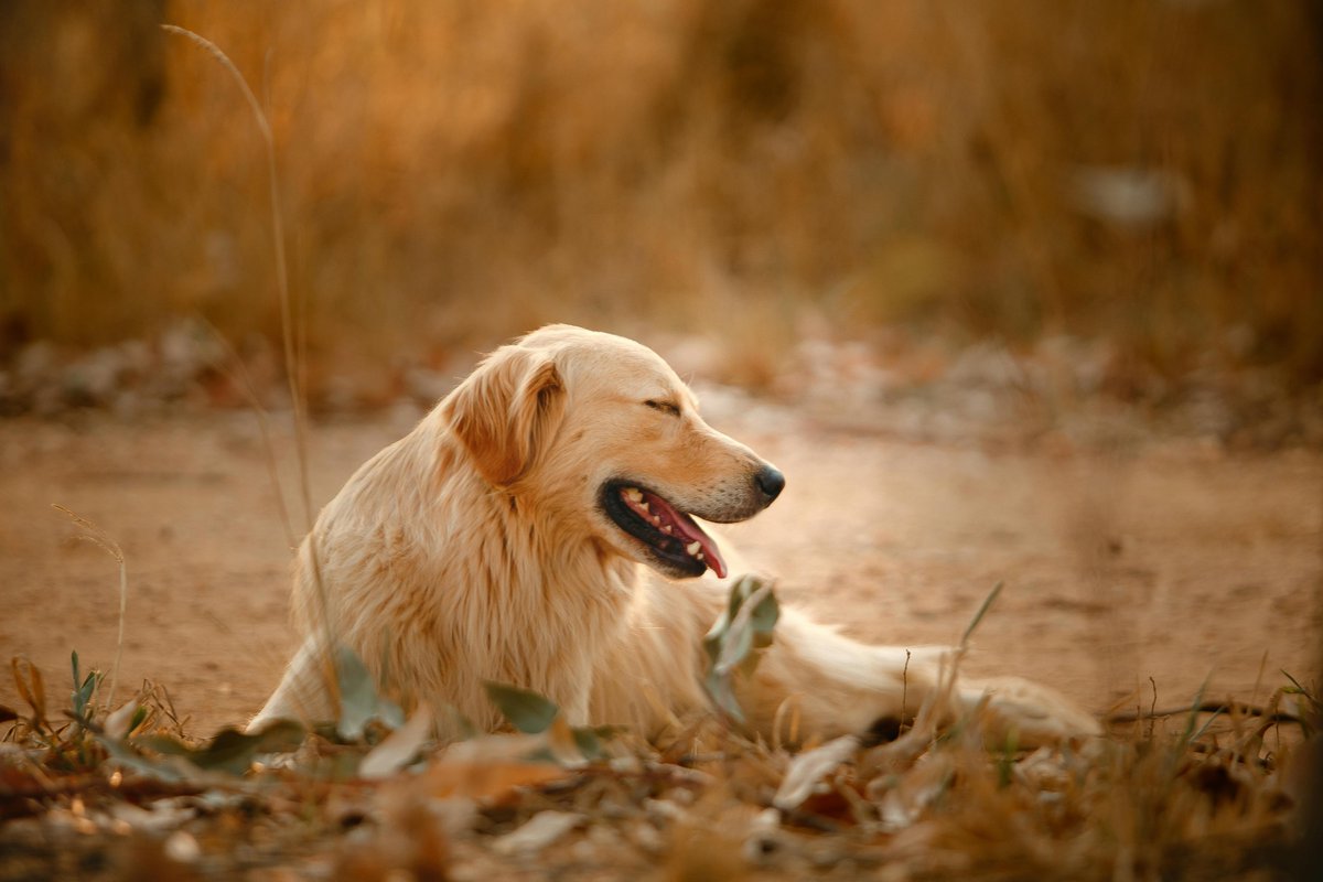 JasonMiller51's tweet photo. 泥んこになって喜ぶ愛犬🌳🐕 https://t.co/R8qZiLjRYJ