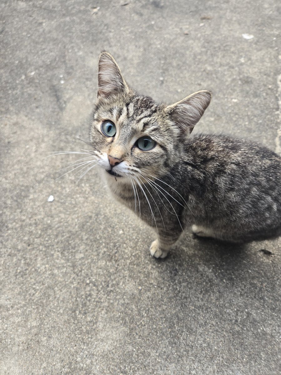 schweemi_memer's tweet photo. MEET THE CATS:
There's a lot of them and I cant wait to share them all!!
PS: Katsu is on the left and Orange is on the right https://t.co/RaKAaHg1BP