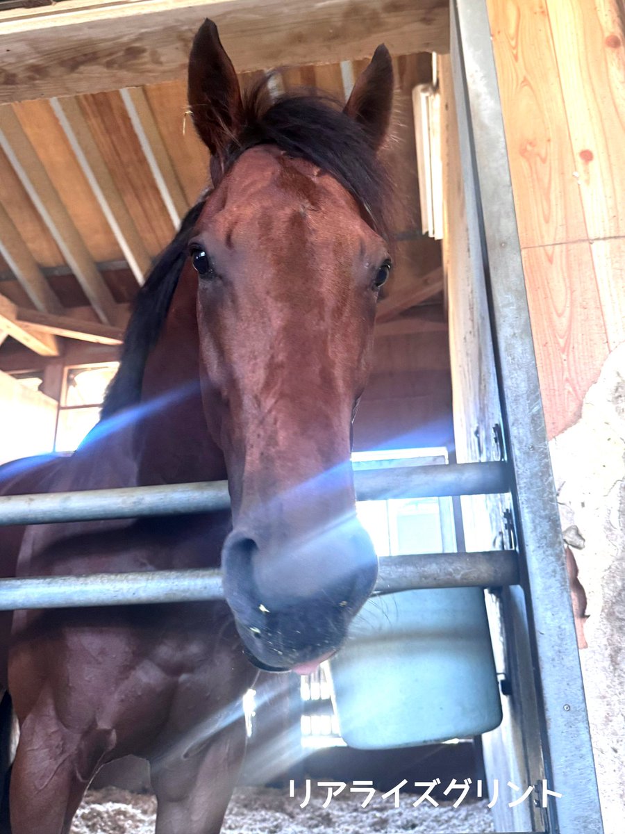 yahagistable's tweet photo. 今日･明日の出走予定🏇

▼9/1(火)
盛岡10R 不来方賞･Jpn2
17:05発走予定
リアライズグリント (坂井瑠星)

▼9/2(水)
門別7R デネブ特別(C1)
17:45発走予定
プリュイドール (坂井瑠星)

人馬とも無事に🙏
応援よろしくお願いします！ https://t.co/m5hl4GLdDx