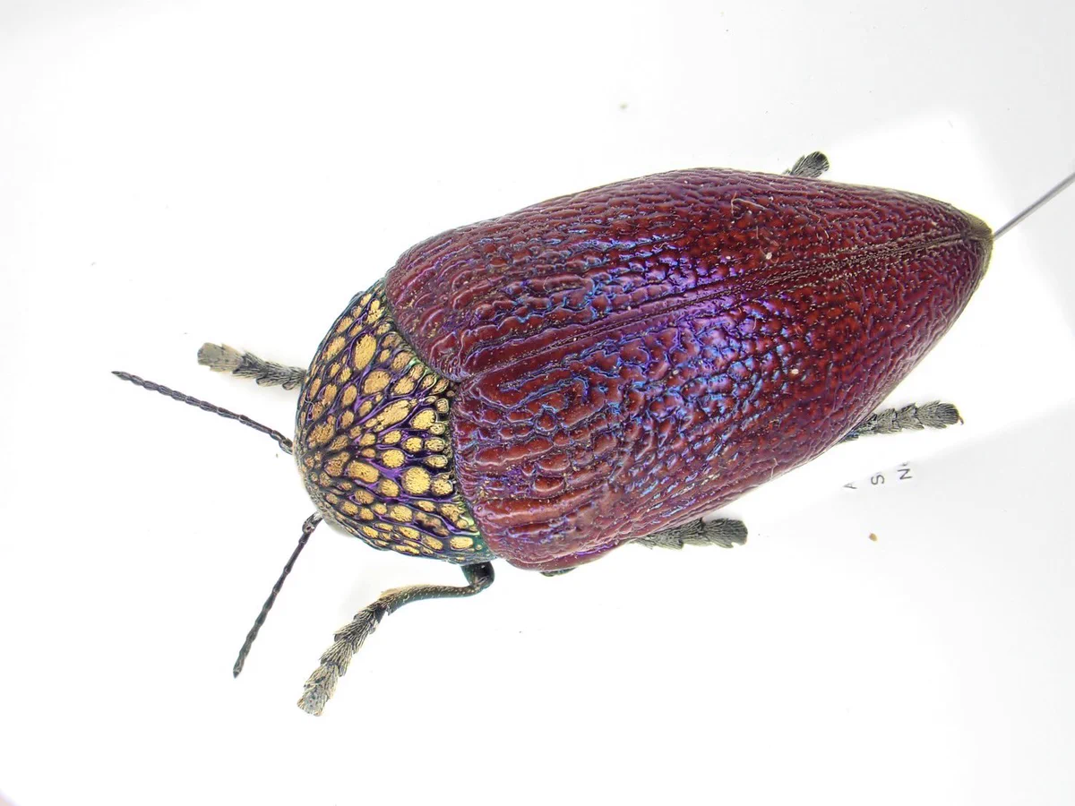 虫類 ぎんぽ堂 超珍品！オーストラリアの珍奇カミキリ 標本 昆虫標本 目玉