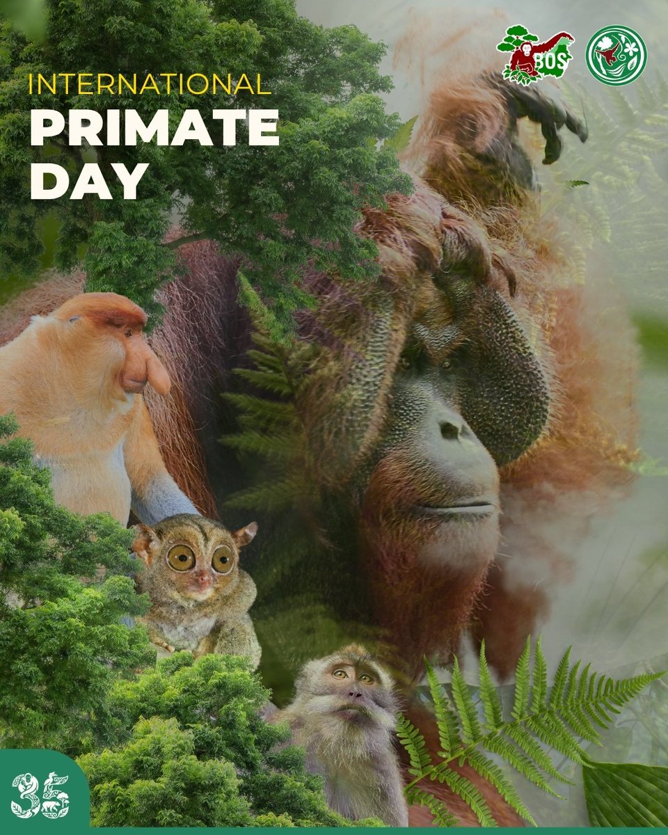 bornean_OU's tweet photo. Happy International Primate Day! 🦧🌿

A celebration of the primates that live and share this planet with us. From the forest canopy to the forest floor, they play an important role in maintaining the balance of forest ecosystems!

#InternationalPrimateDay #SaveOrangutans https://t.co/mEBF2R6oxG