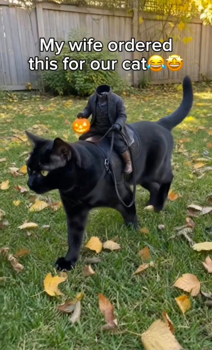 ZebsFinds_X's tweet photo. My cat went from “house pet” to the final boss of Halloween in 2 seconds. I have not stopped laughing at this little rider 👻 https://t.co/9UXbPw0XGh