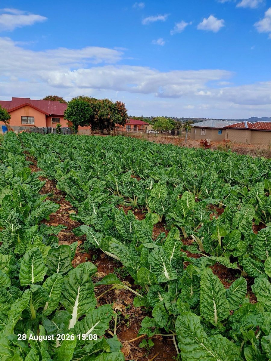 RealKoenaza's tweet photo. Turning backyards into farms. https://t.co/51yxpCfMY9