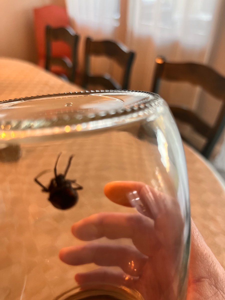 Greenman926's tweet photo. @CardioFixer How about a black widow? https://t.co/9C7jBfty7Q