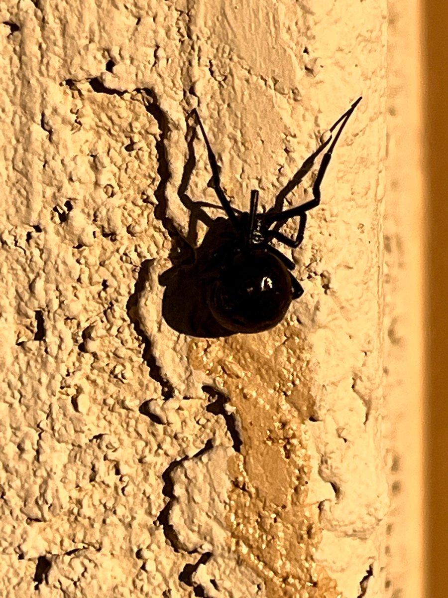 Greenman926's tweet photo. @CardioFixer How about a black widow? https://t.co/9C7jBfty7Q
