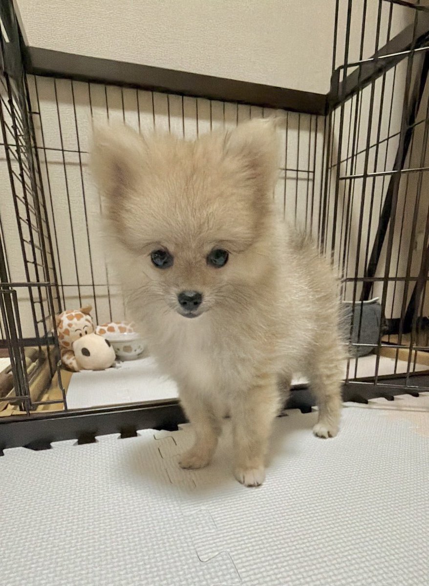 HIDE_JUDOU0919's tweet photo. 朝の出勤前の癒し！
寝起きのまだ眠そうな詩🐶

#ポメラニアン #ウルフセーブル https://t.co/RCoEX1SVH7