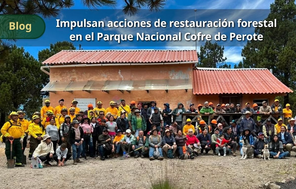 CONANP_mx's tweet photo. En el marco de la Jornada Nacional de Reforestación 2026, se realizó una Jornada de Reforestación Social en el Parque Nacional #CofreDePerote. 🏔️🌱
Conoce más en nuestro #Blog ➡️ https://t.co/23cM6s9cl0 #SomosNaturaleza #GuardianesDeLaNaturaleza 🌿🌊🌸 https://t.co/fvQsjqOZ94