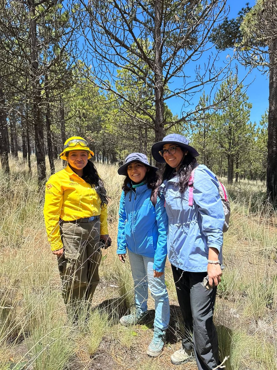 CONANP_mx's tweet photo. En el marco de la Jornada Nacional de Reforestación 2026, se realizó una Jornada de Reforestación Social en el Parque Nacional #CofreDePerote. 🏔️🌱
Conoce más en nuestro #Blog ➡️ https://t.co/23cM6s9cl0 #SomosNaturaleza #GuardianesDeLaNaturaleza 🌿🌊🌸 https://t.co/fvQsjqOZ94