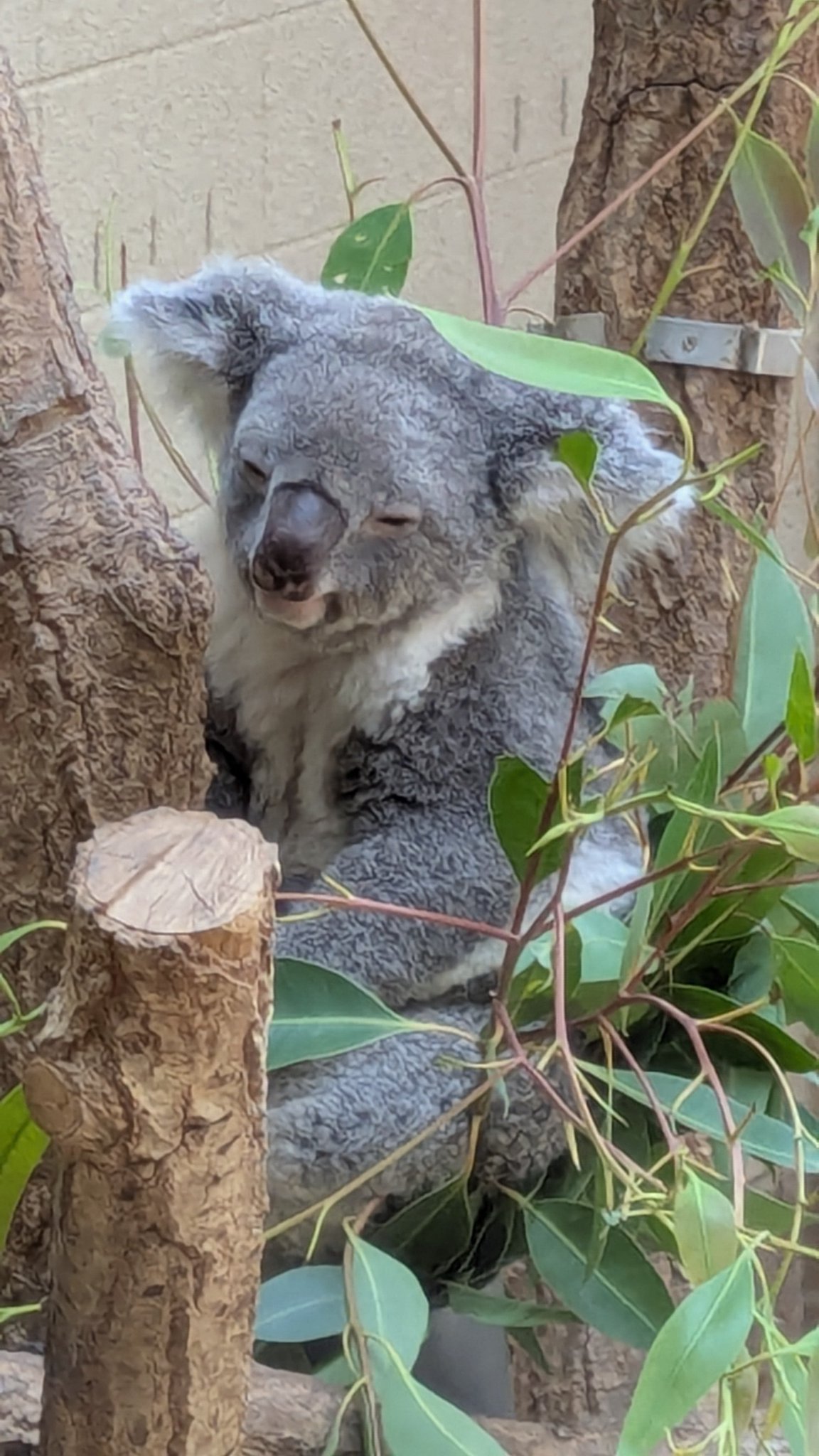 王子動物園市民サミット على X: 