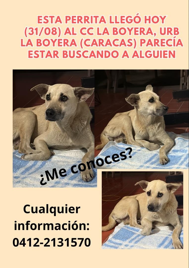 PerroUsuario tweet picture