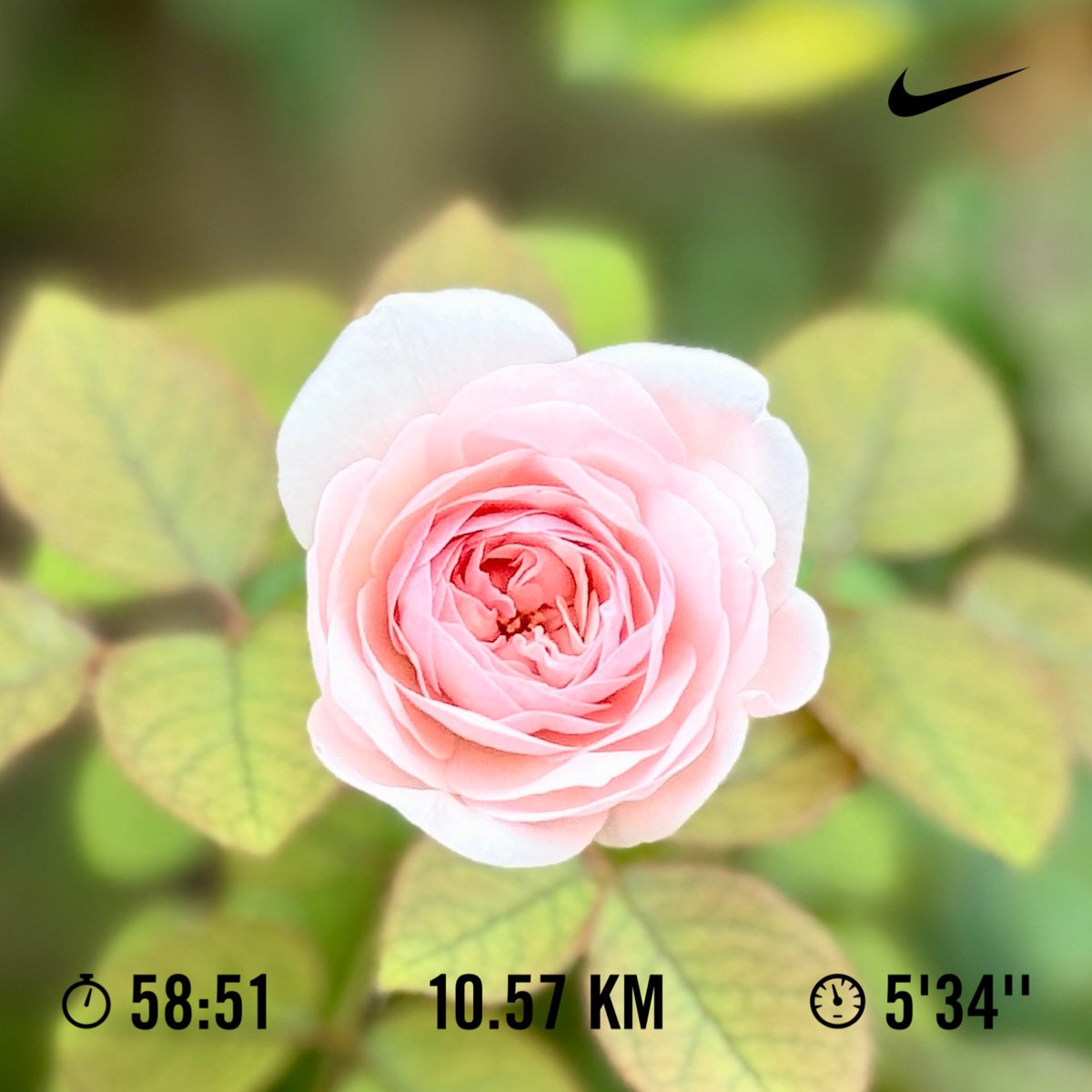 kode941's tweet photo. Nike Run Clubの表示がゼロからスタート。

リセットによって、またやる気が出ることは良いことだ😁

#ランニング https://t.co/Mgkpirot9K