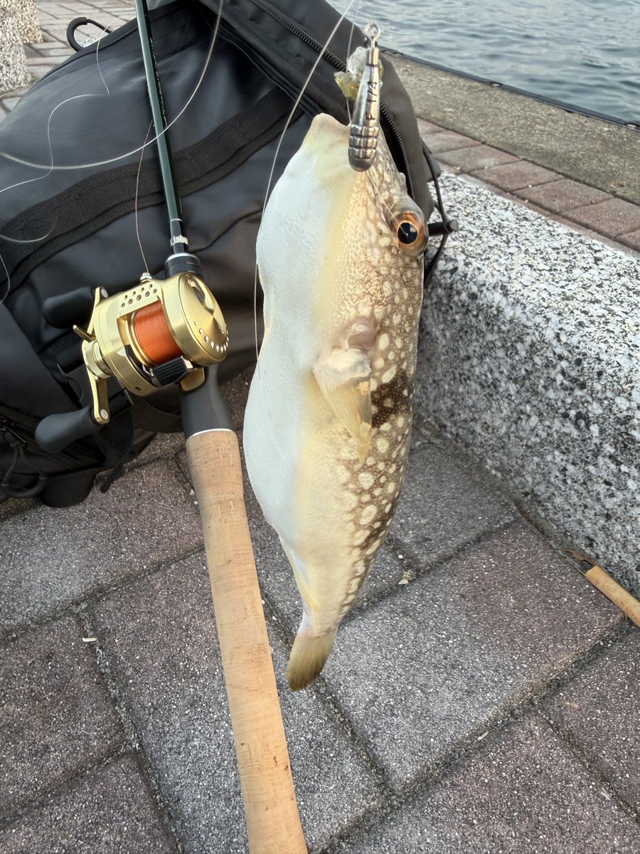 zu46491's tweet photo. クレイジーフラッパーのフリーリグ。
よく釣れるけどフグにすぐやられるから苦手。フグもこれくらいのサイズになるとちょっと楽しい。オウモンハタは大きくなってました。
サビオevo+カルコン100 https://t.co/TXIoye6cgE