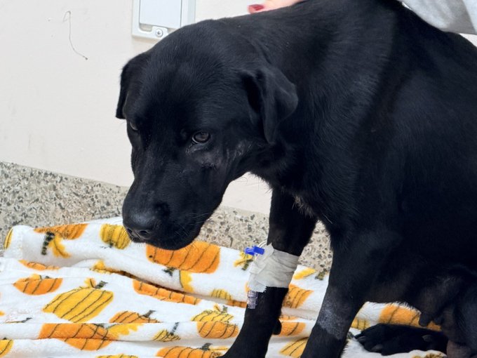 JusticeForMercy's tweet photo. She survived bullets, she protected her babies. Now it's our turn to help protect her.

Thanks to the Brown County Humane Society shelter, for making this happen.

https://t.co/waF4XflpzL

#JusticeForMercy https://t.co/L2B71yBwHP