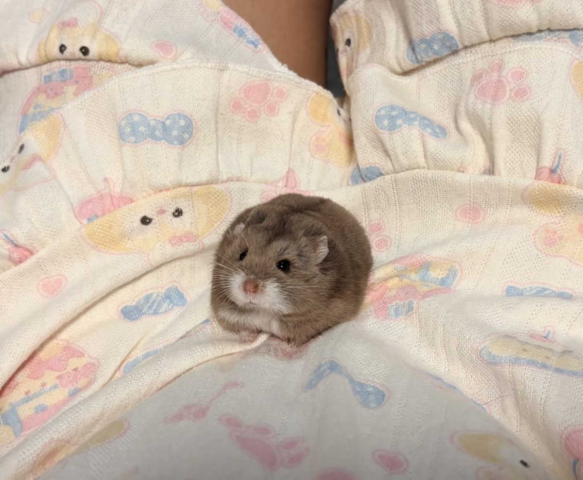 TweetsOfHamster's tweet photo. https://t.co/cVGGChJCsY