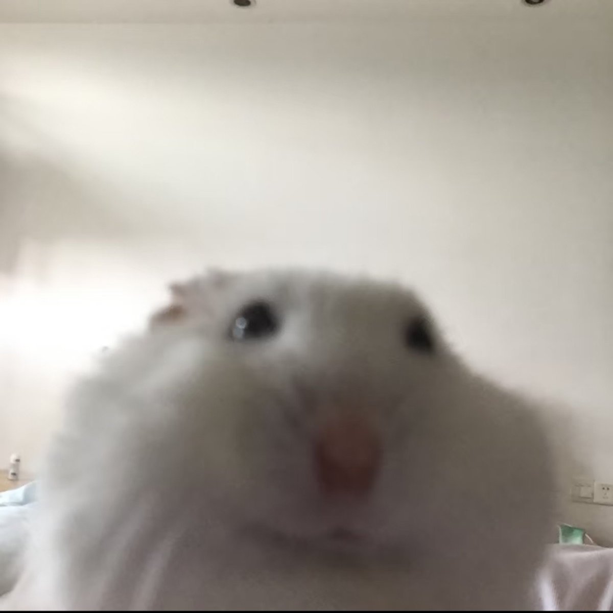 TweetsOfHamster's tweet photo. https://t.co/YxGSJzccvb