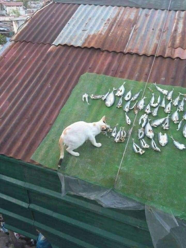 agaalei's tweet photo. Menurut lu gimana kalo ituan diginiin terus dibegituin. Ikan asin gue digondol kucing. 

@BROOKFORDHIGHS @BROOKFORDSUB @calvnstr @owensinclairr @scottmahen @emillyhpr @garywilsoon @daphnerent https://t.co/oxEFAd36KY