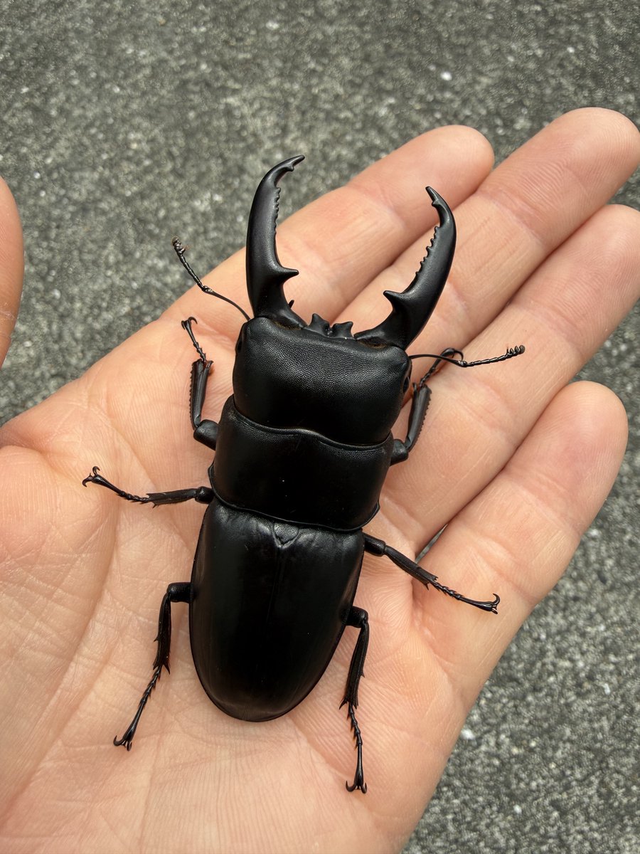 insect__crazy's tweet photo. どこのヒラタでしょーか？ https://t.co/hV7oufVG5W