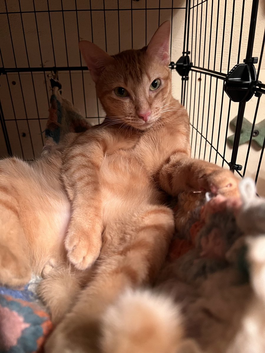 skpcats's tweet photo. 今日は茶トラ感謝の日っ https://t.co/4FPiEgtWm3