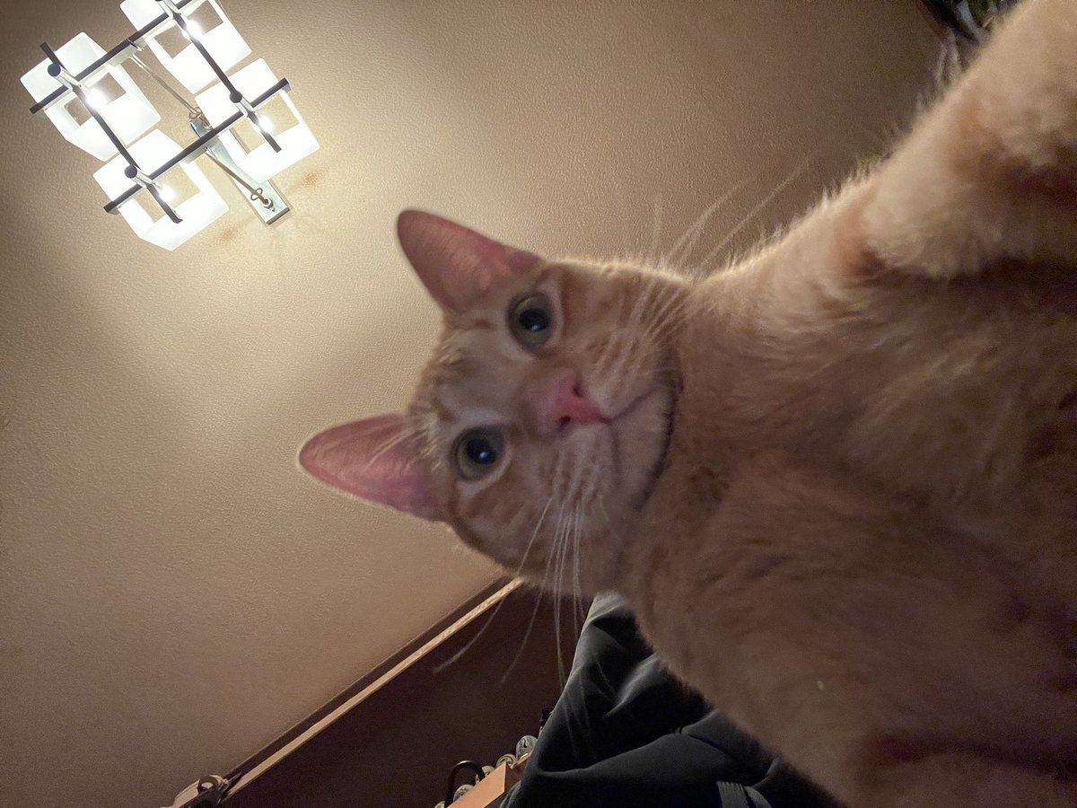 skpcats's tweet photo. 今日は茶トラ感謝の日っ https://t.co/4FPiEgtWm3