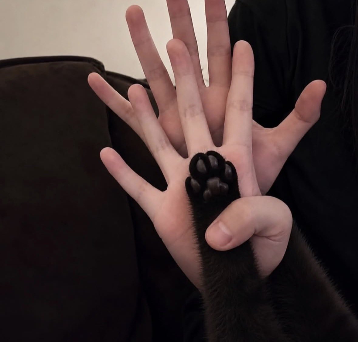 blackscats's tweet photo. He's part of our family 🐾❤️ https://t.co/WPHBzHKJSo