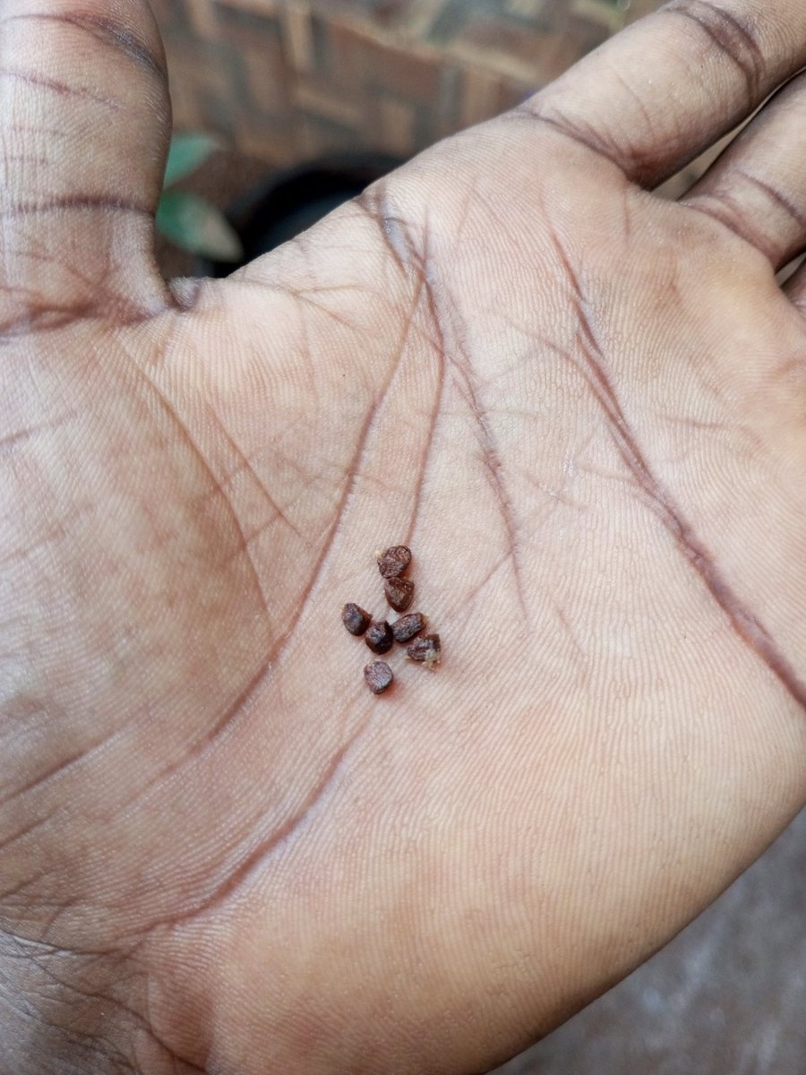 Kene_Nnewi's tweet photo. This ritual is for people that has something doing that fetches them  income.....It's not for people that sit at home and waiting for manna to fall from their grand father's grave......Igbo Adage said "Aka ajaja na ebute ọnụ mmanụ mmanụ" 
Now get Ose-oji...take it to your back and say " ife ụfụ nọdụ na azụ" then use your finger tip to open the Ose-oji while at your back.... once you open it at your back then bring it to your front and it's ready for use....Take seven/four seeds and put in your left palm....on a barefoot so you can connect to Aja-Ani (mother Earth)... Start speaking good about yourself... don't kneel down...stand or sit...face the direction of the sun(Anyanwu)... Start blessing your life...your work...your job.....call upon your ezumezu (all the spirit/angels that follows you through birth)....If you don't know there names simple say Ora-mmuo som bia uwa..... Remember we don't pray in Odinani Igbo rather we make decree.....After speaking good about yourself and rejecting every ill projections towards you....pour them inside your mouth..chew them and splash them out and say Ose-oji adighi eje ije ifere.... Ose-oji ejekwanalum ije ifere....

That's all.....

The universe hears and will bless you wotowoto...

If you want to be doing it daily fine and good.....

Ifeoma dikwa CHI anyi mma.

May we all have a productive September filled with joy and happiness.