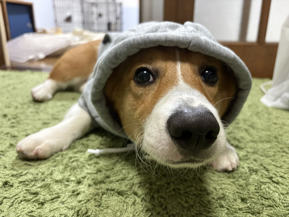 corgisuke0207's tweet photo. おめめキュルキュルすぎ🥹
#コーギー
#犬のいる生活 https://t.co/kGFVjtIF7U