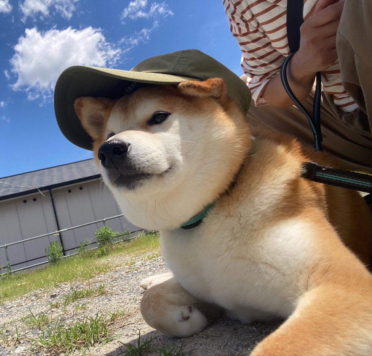coccomaldini's tweet photo. マズル短い同盟の先輩や… https://t.co/FU98vzwKd1