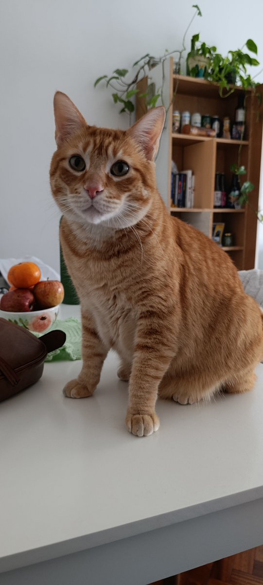 LudmilaIbis's tweet photo. Una amiga que vive en Baires siempre nos habla de su gato y este finde tuve el honor de conocerlo 😻 https://t.co/SJ1HsVwGol