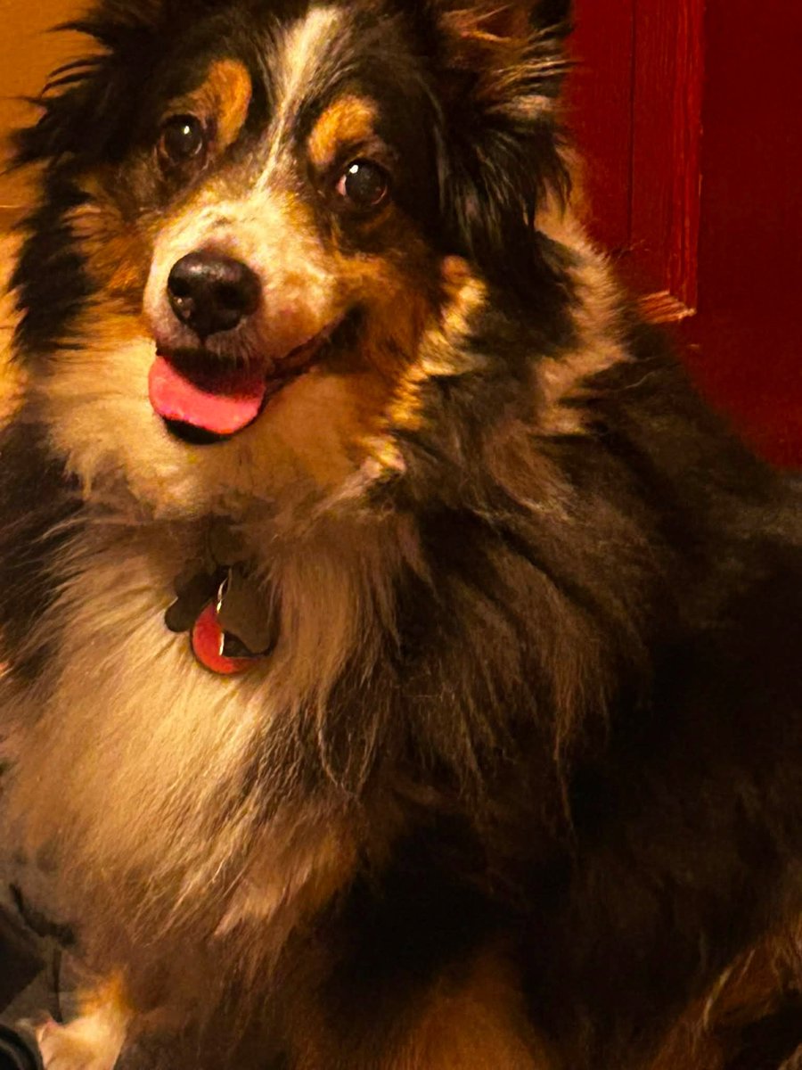 AthiosTheWolf's tweet photo. Oh my sweet baby girl, 13 years sounds like a long time and it is. But it feels just like yesterday you were nothing but a little fluff ball. Thanks for being our best friend and companion all these years until we see you again Haylee.  We all love you.💔 https://t.co/xTXTZi2s4h