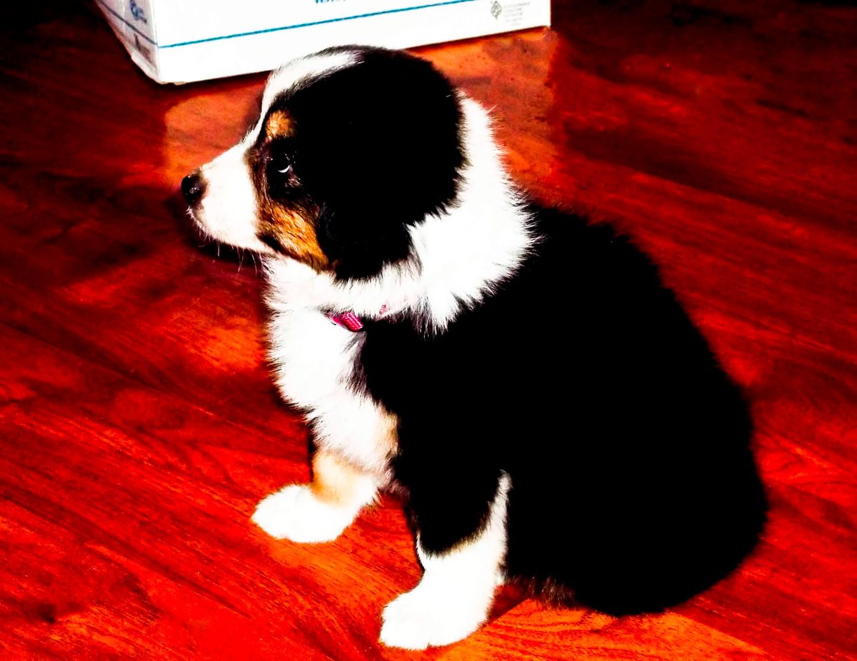 AthiosTheWolf's tweet photo. Oh my sweet baby girl, 13 years sounds like a long time and it is. But it feels just like yesterday you were nothing but a little fluff ball. Thanks for being our best friend and companion all these years until we see you again Haylee.  We all love you.💔 https://t.co/xTXTZi2s4h