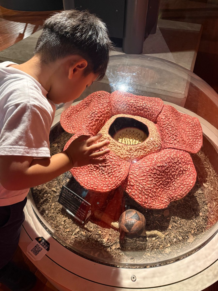 goo_ai_lifehack's tweet photo. 旅の途中で寄った博物館で、巨大な昆虫標本や恐竜の骨格に目を輝かせていた息子👀

図鑑やスマホで見る100回より、目の前で「本物の大きさや立体感」を感じる1回の方が圧倒的に記憶に残る。

大人になると忘れがちな「うわ、でかい！」というシンプルな感動を、子どもと一緒に味わえるのが旅の醍醐味。 https://t.co/iux3Jy08gB
